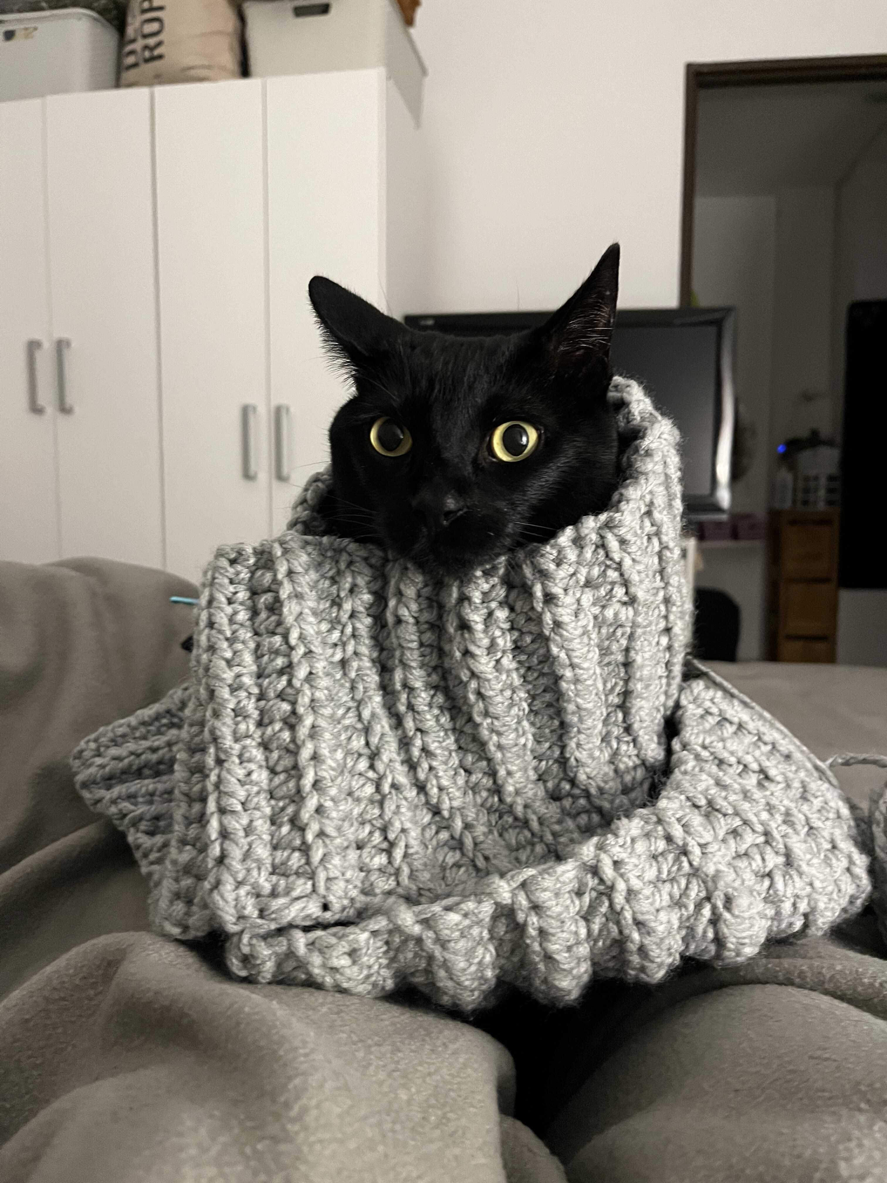 Galileo, gato grande de 8 años